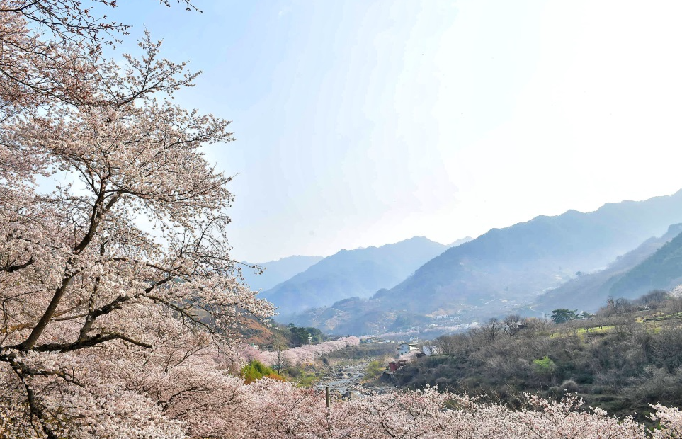 십리벚꽃길