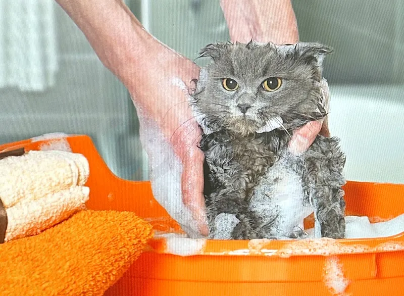 고양이 쉽게 목욕하는 방법과 준비 요령_4