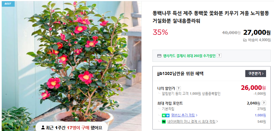 동백꽃 피는 시기 및 꽃말 (+ 제주도 명소)