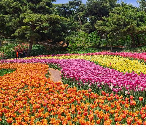 태안 튤립축제 기간