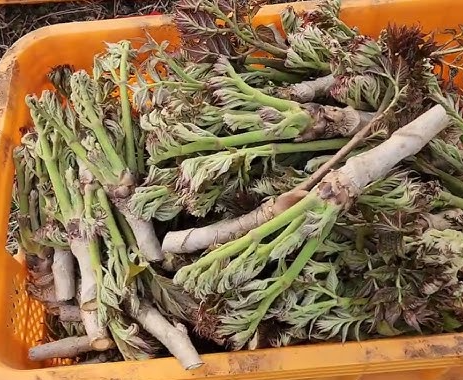 이형두릅 수확 시기 재배 방법 여름두릅 효능 부작용 먹는법 총정리 1