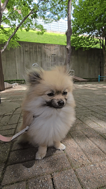 강아지 눈부심