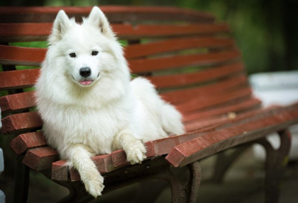 벤치에서 편히 쉬는 사모예드.