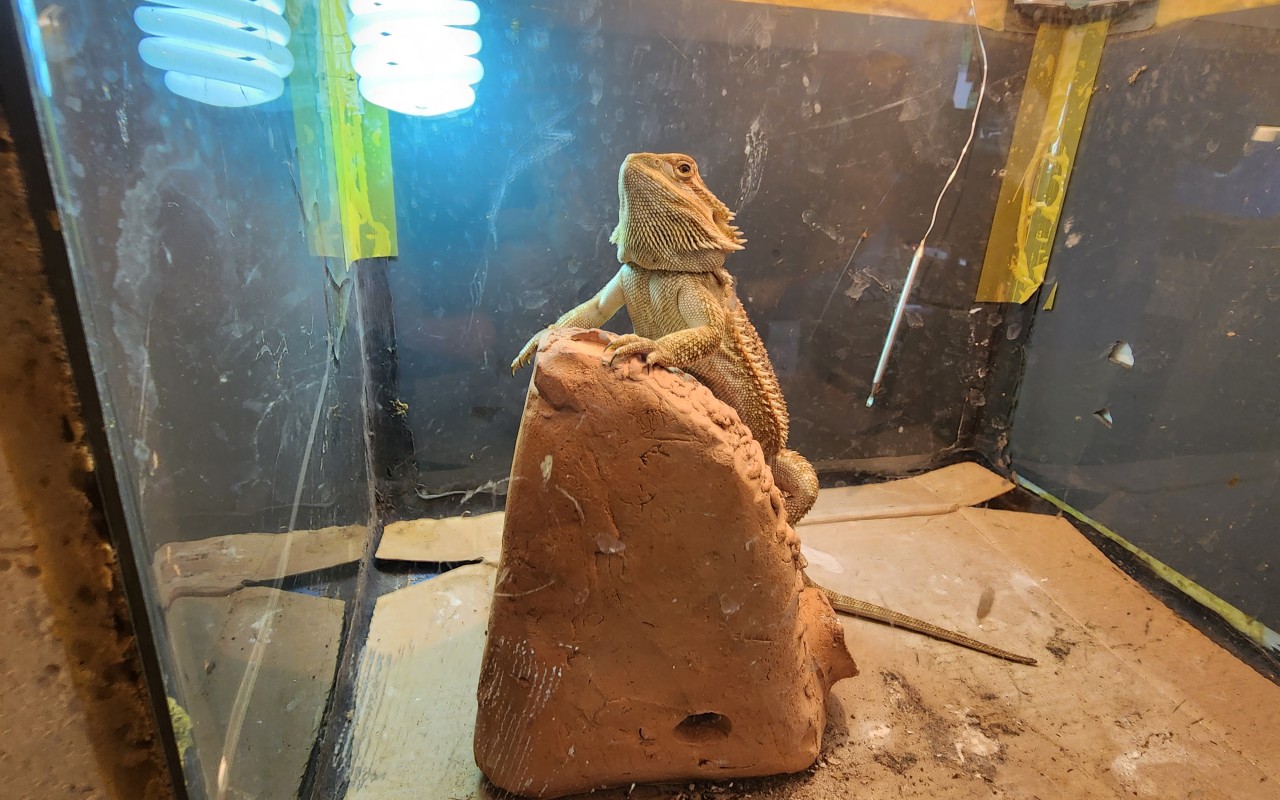 테라크랩팜 도마뱀2