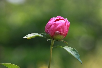 5월 작약꽃 피는 계절, 축제/효능/키우기/활용법