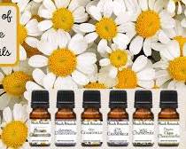 주니퍼 베리, 사이프러스, 자몽 등 체지방 분해에 효과적인 아로마 에센셜 오일 5종과 핵심 성분을 모아 보여주는 슬리밍 오일 비교 콜라주