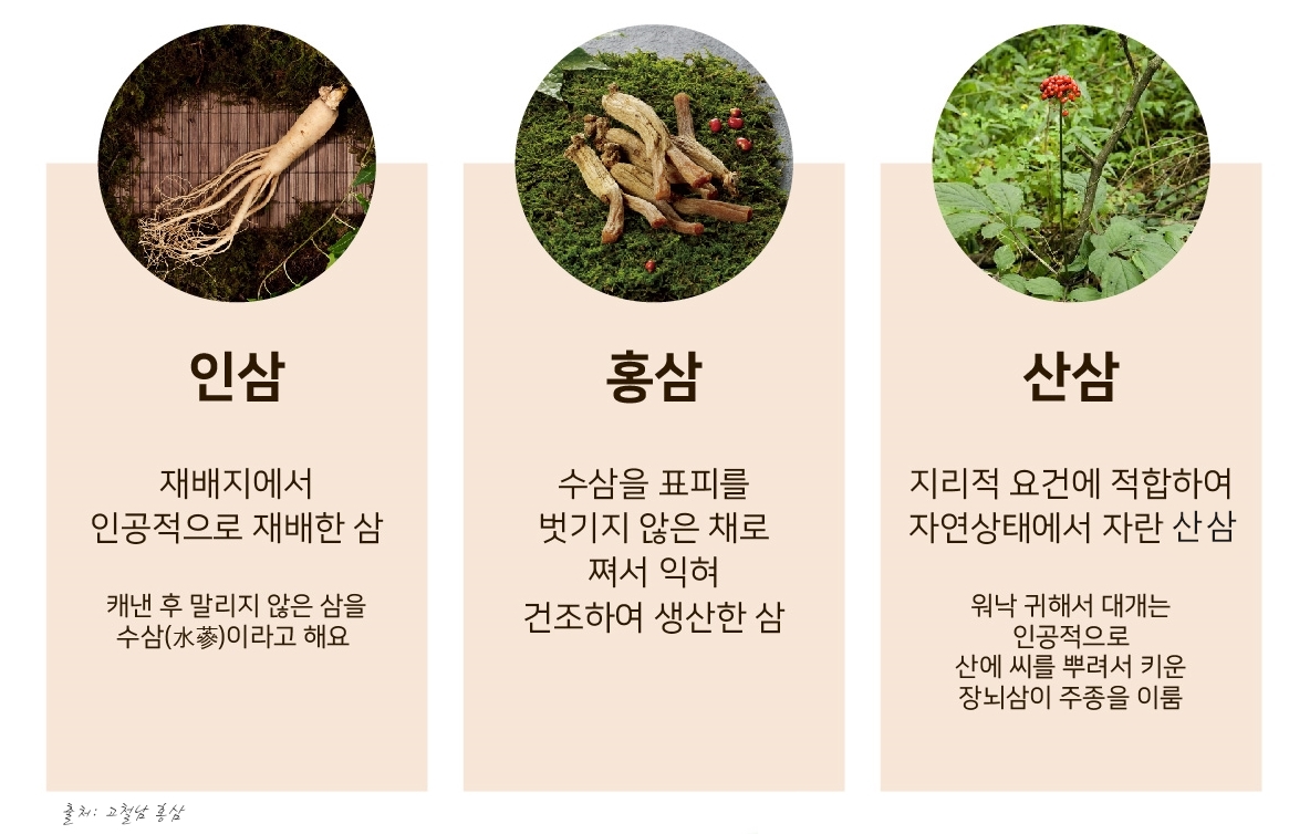 인삼, 홍삼, 산삼 비교