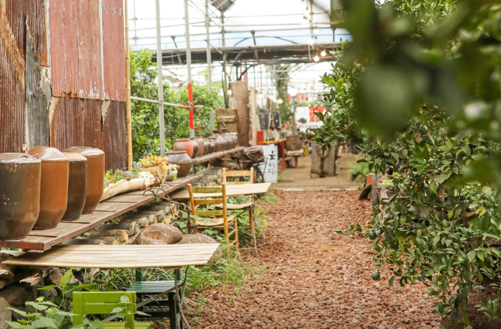6시내고향 한라봉 제주 서귀포시 쇠소깍산물관광농원