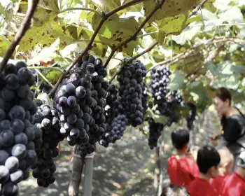 영동포도축제_23