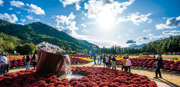 인제가을꽃축제