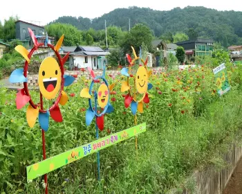 강주 해바라기 축제_7
