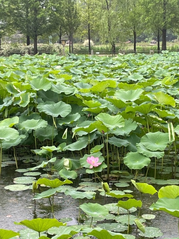 양평 두물머리 세미원 연꽃축제 연꽃문화제