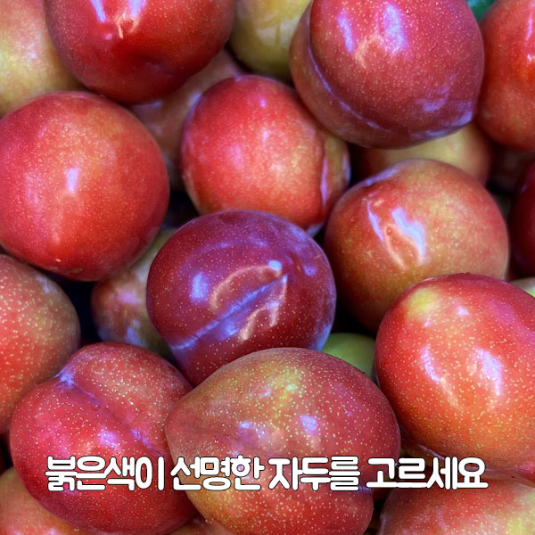 붉은색이 선명한 자두를 고르세요