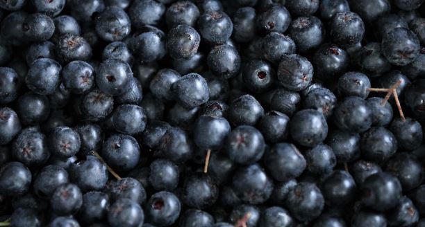 아로니아 효능, 섭취 방법, 부작용 알아보기