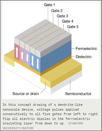 강력한 AI, 클라우드 대신 스마트폰에서 실행 가능해져 Dendrocentric AI Could Run on Watts, Not Megawatts