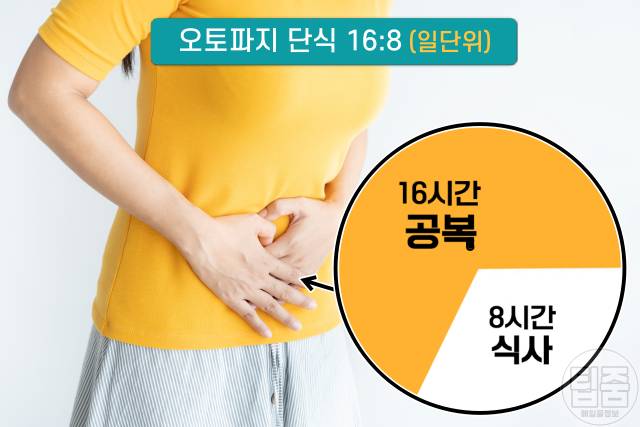 오토파지 단식 다이어트 오토파지주스 만드는법
