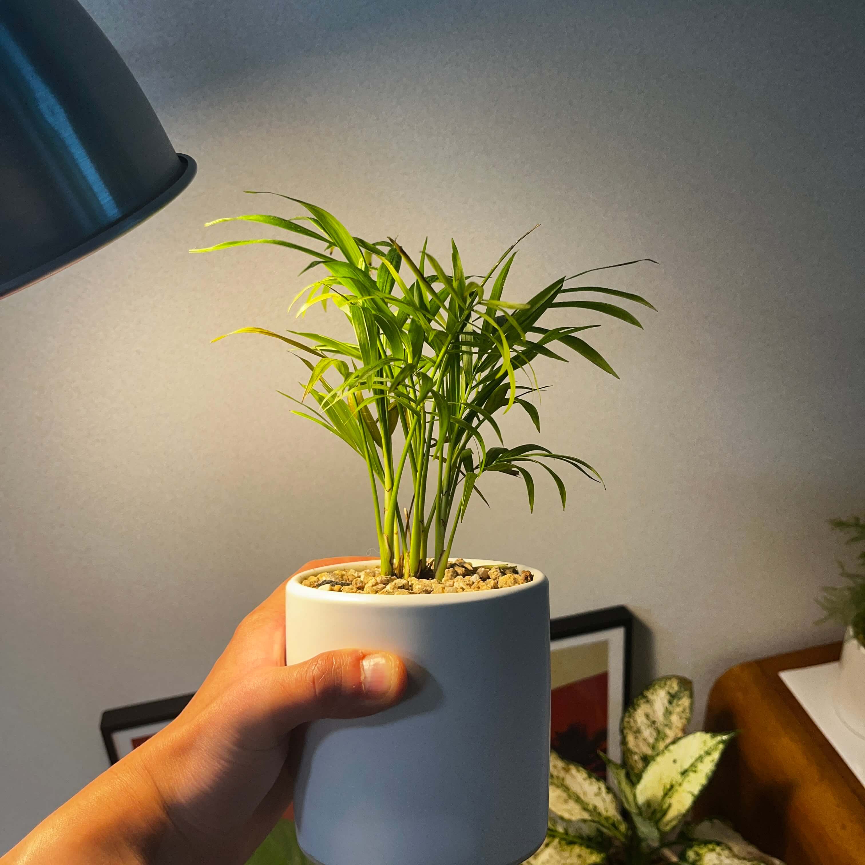 테이블야자 사진