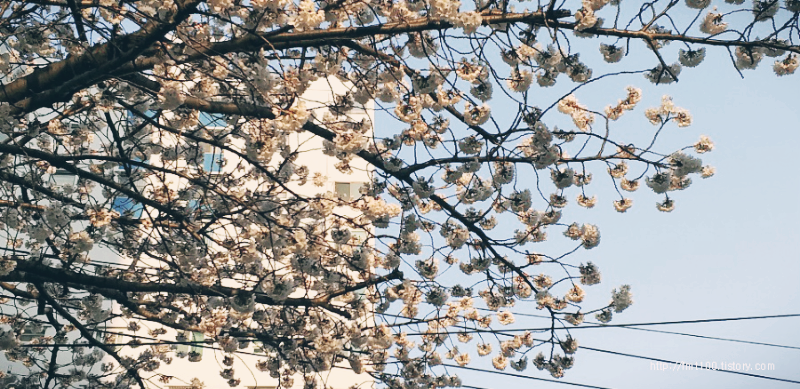 부산 벚꽃