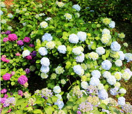 부산 태종대 수국축제기간2