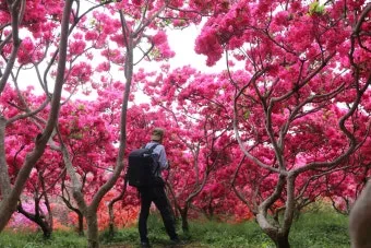 봄꽃 여행지 베스트10 벚꽃 유채 튤립 명소와 걷기 좋은 코스_14