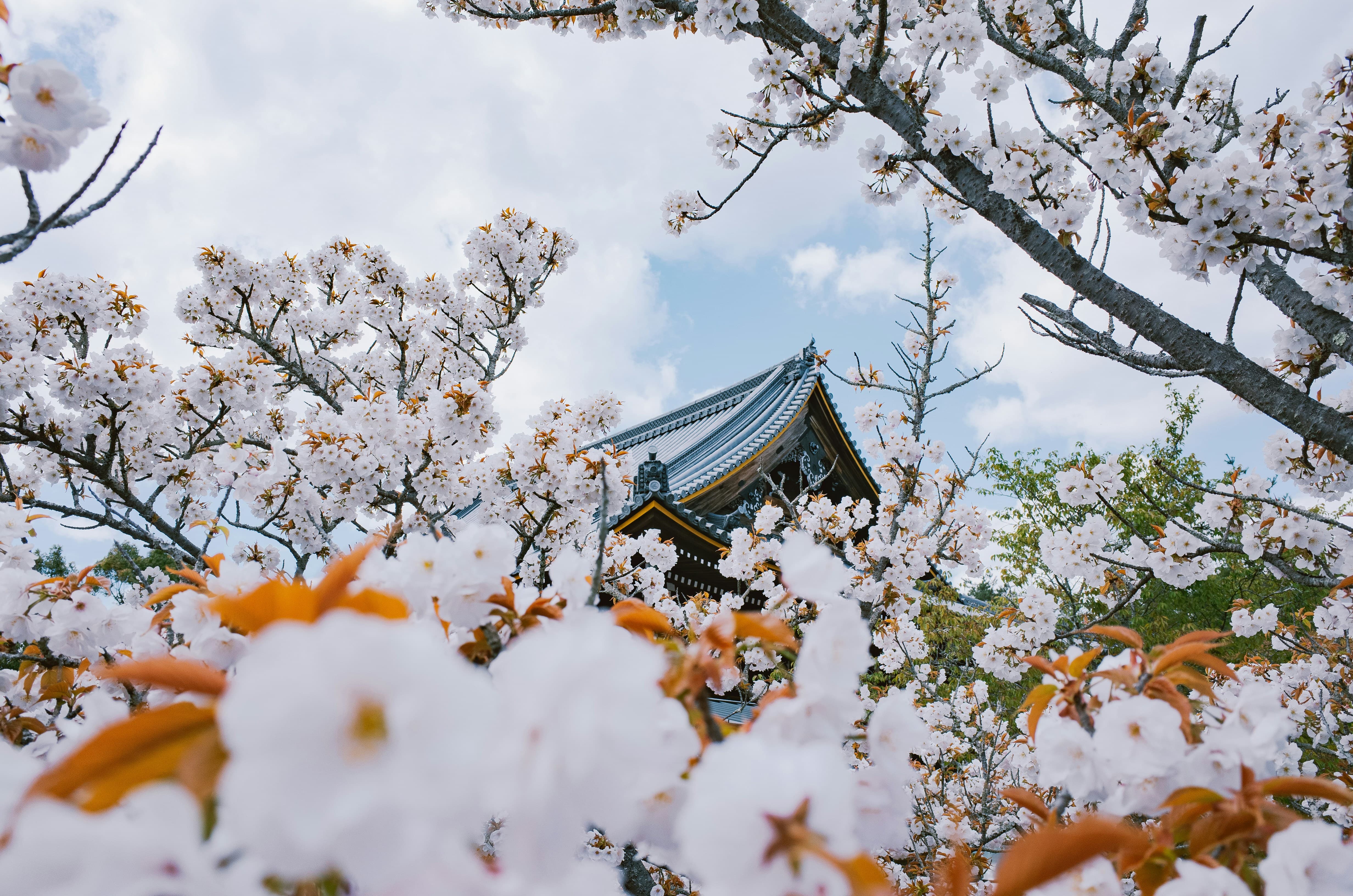 봄에 가기 좋은 해외 여행지 TOP5