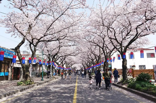 벚꽃 개화 시기 언제? 전국 벚꽃 명소 BEST 코스, 4월 여행지 추천!