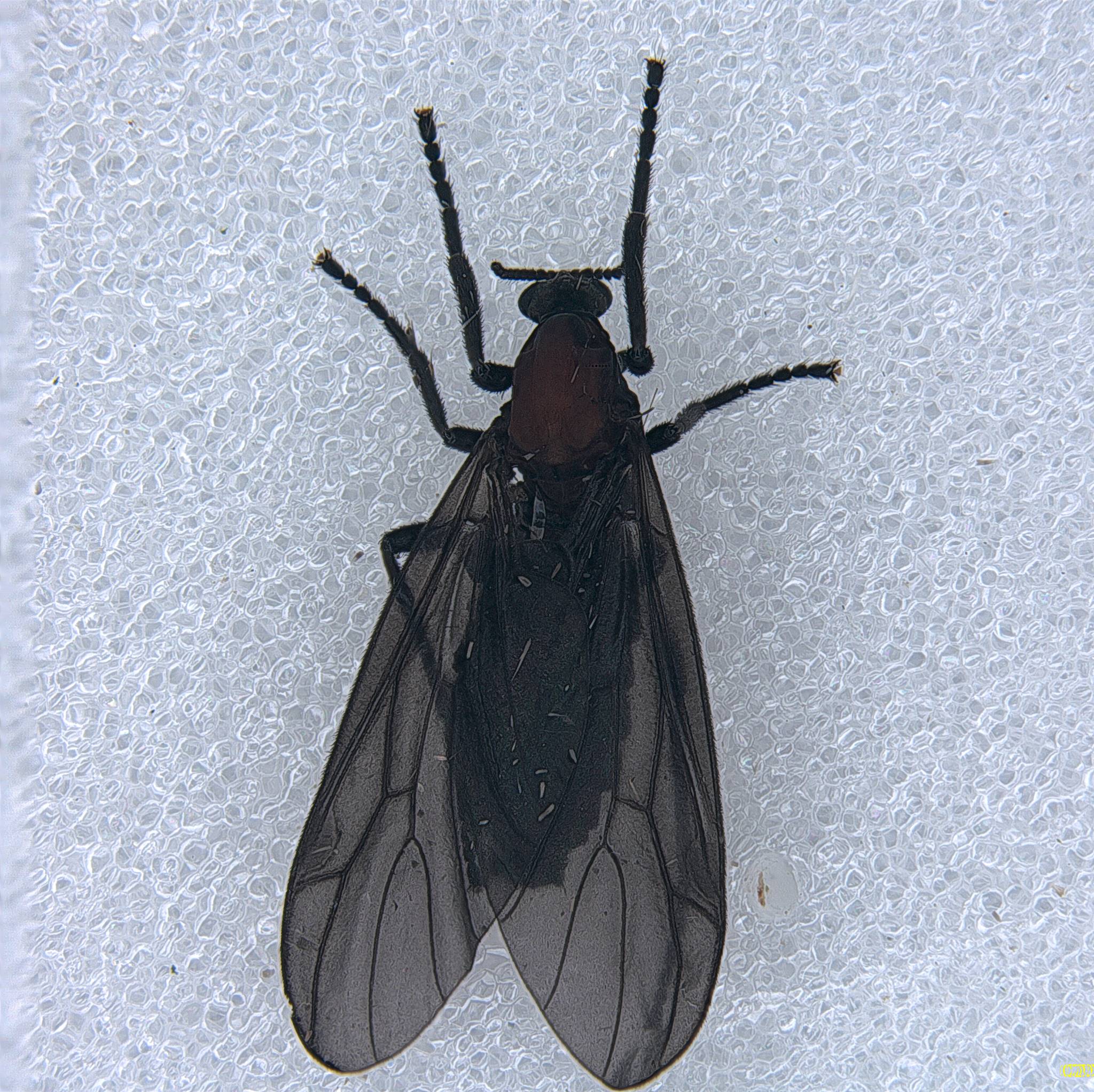 러브버그 활동 시기&amp;#44; 러브버그 자연 소멸&amp;#44; 붉은등우단털파리