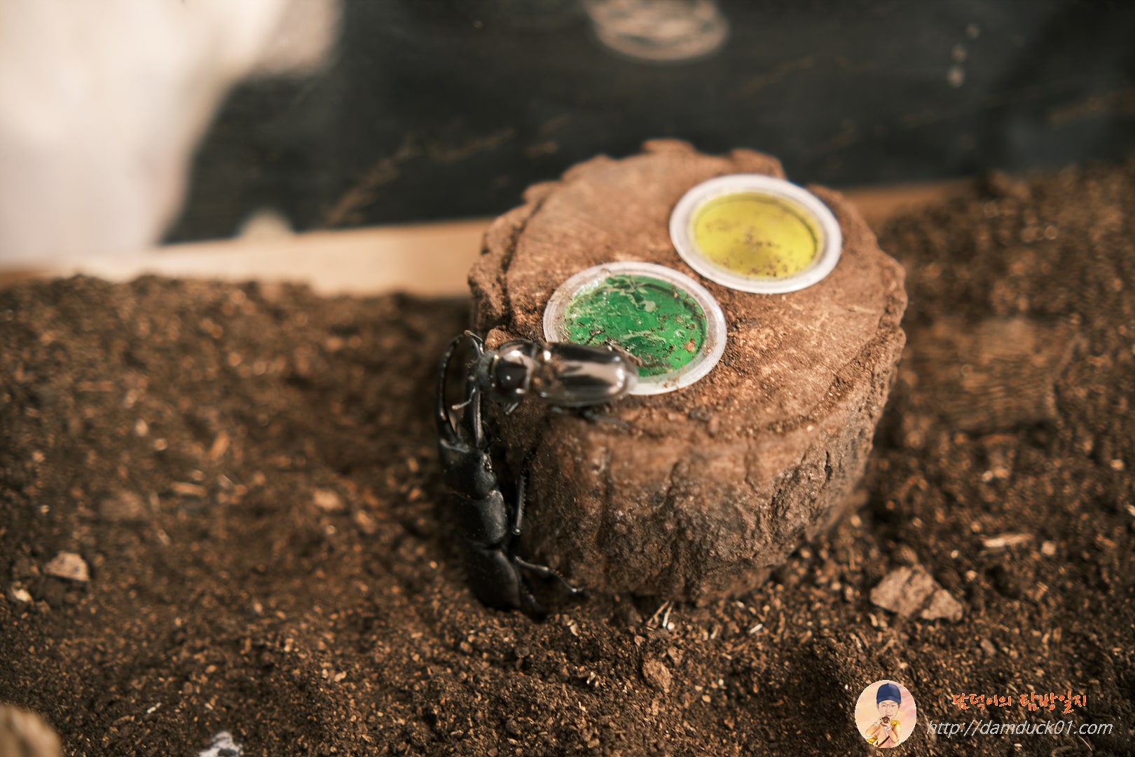 곤충 전용 젤리