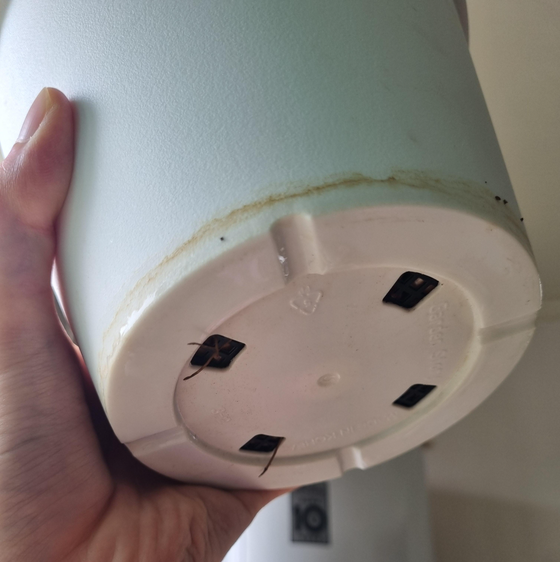 뿌리가 화분 밖으로 나온 아메리칸블루 화분 사진