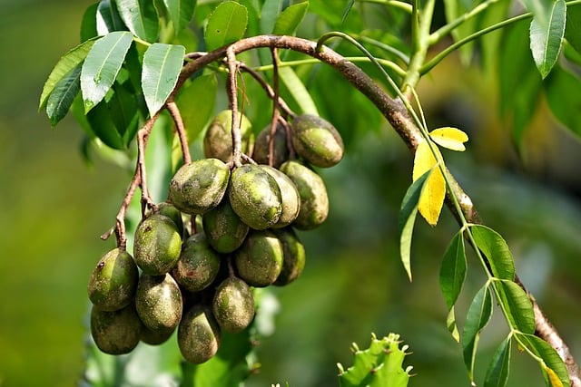 매실의 효능 및 부작용