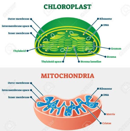 📌 세포의 구조와 역할 완벽 정리: 원핵세포와 진핵세포 차이부터 세포 소기관까지