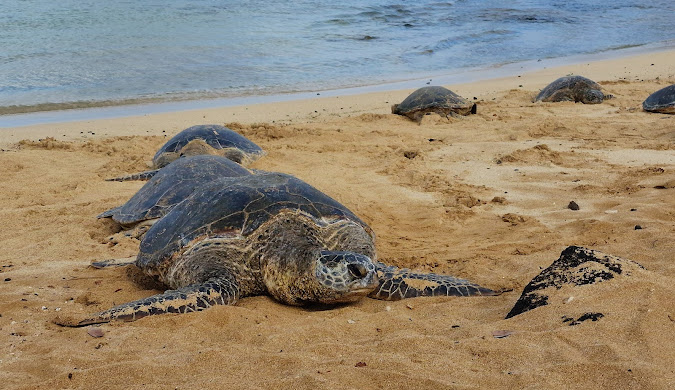 카우아이여행 관련사진