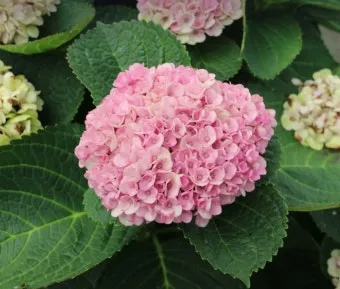 수국 키우는법 개화시기 삽목시기 가지치기 화분 물주기_4