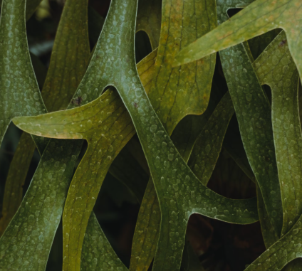 미역 효능 부작용 칼로리