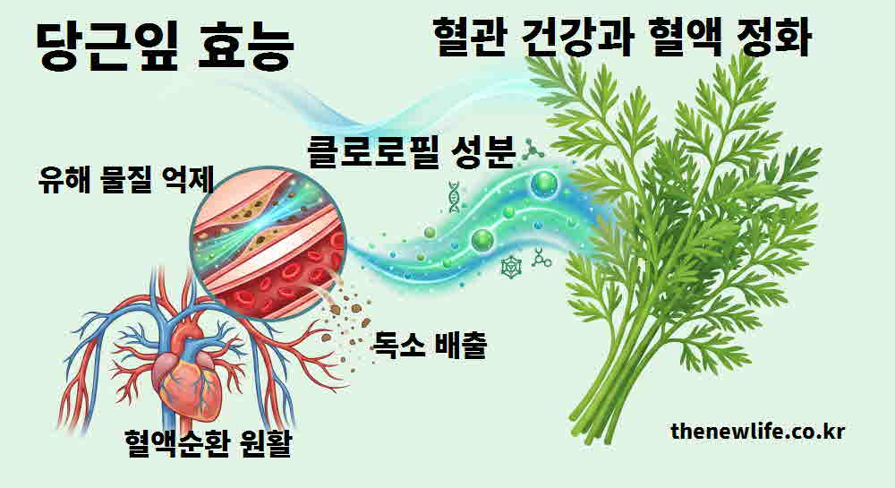 당근잎 효능 혈관 건강 혈액 정화