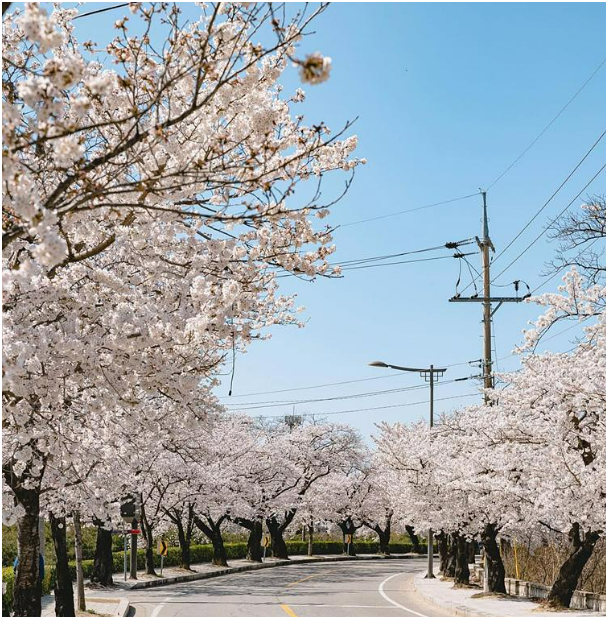 2025 벚꽃 만개시기