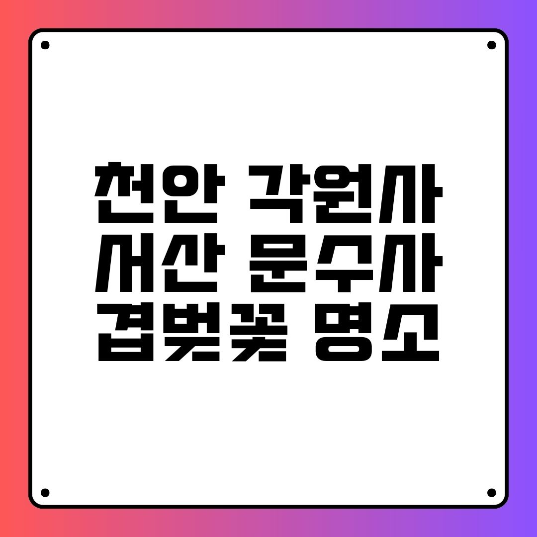 천안 각원사 서산 문수사 겹벚꽃