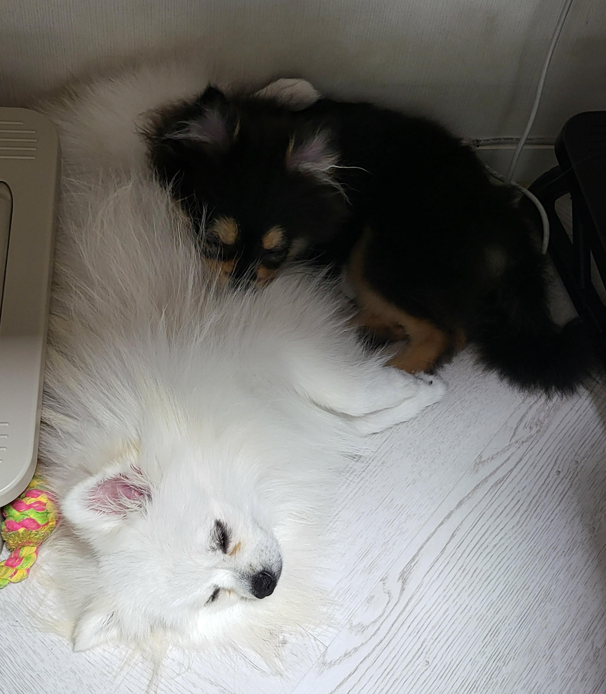 같이 자고 있는 하콩&amp;달콩