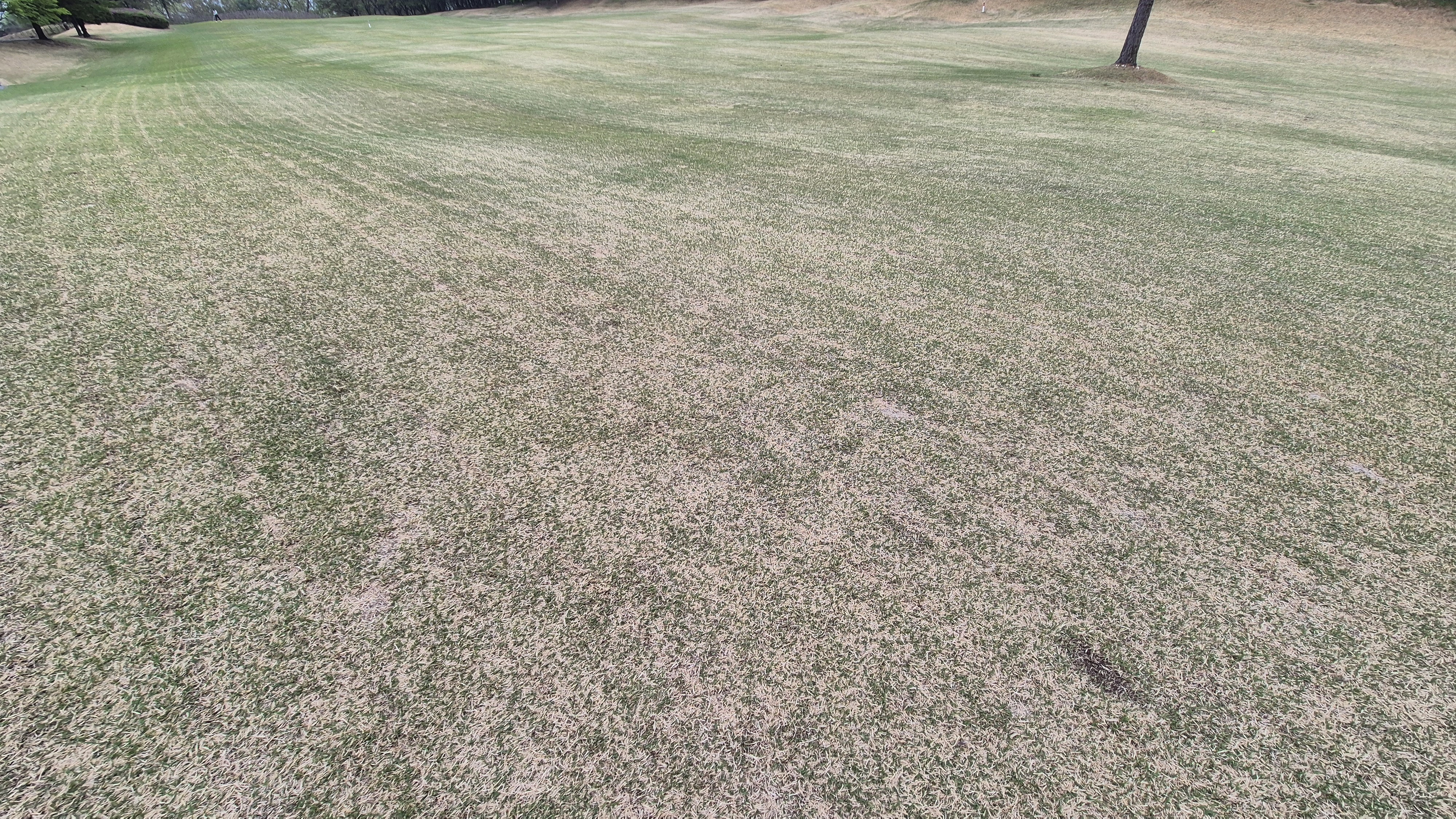 시그너스cc 코튼-라미 코스 난이도