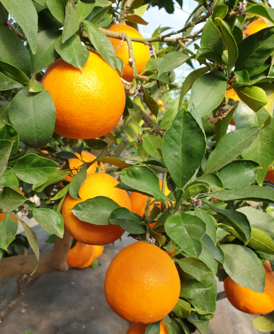 양지농원 황금향