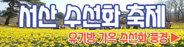 서산 수선화 축제 유기방 가옥 수선화 풍경
