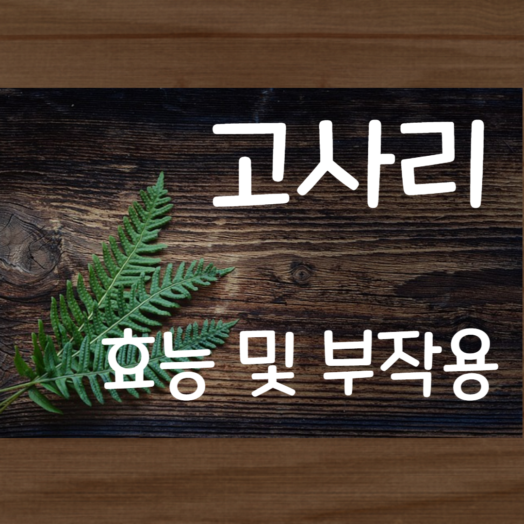 고사리 효능 부작용