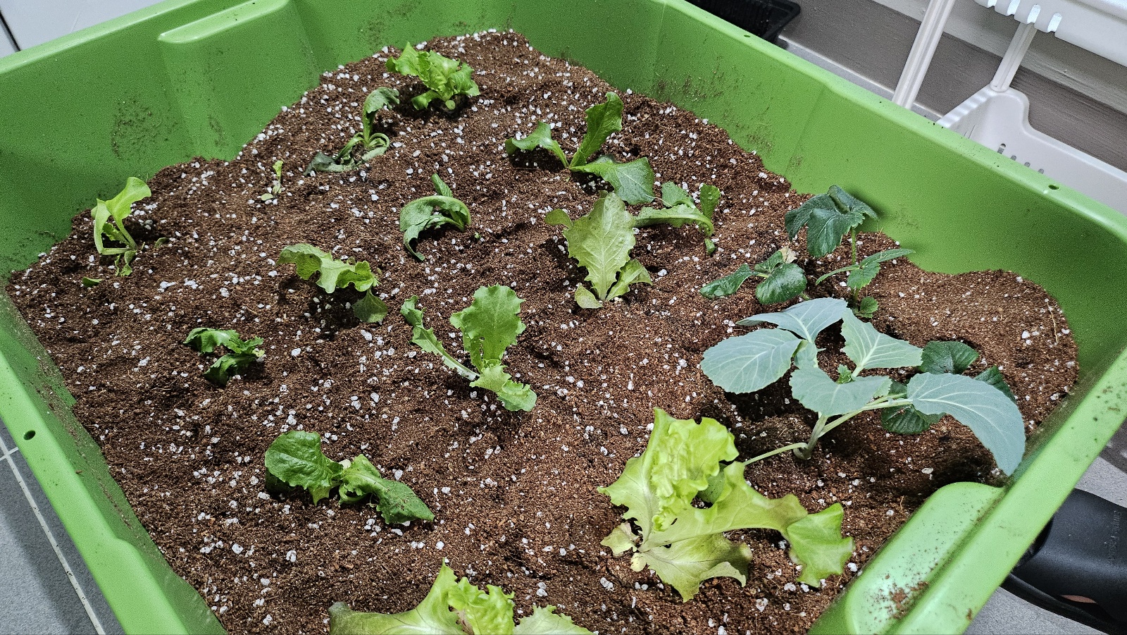 2025년 오산시 도시농업 힐링그린텃밭 - 지원부터 수령까지