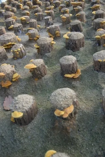 상황버섯 재배 톱밥 배지 균사 배양 환기 관리_4