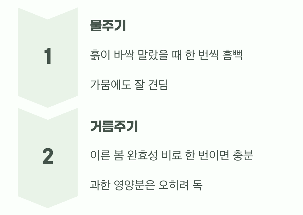 비결 2. 과한 사랑은 금물&amp;#44; &amp;#39;물&amp;#39;과 &amp;#39;거름&amp;#39;