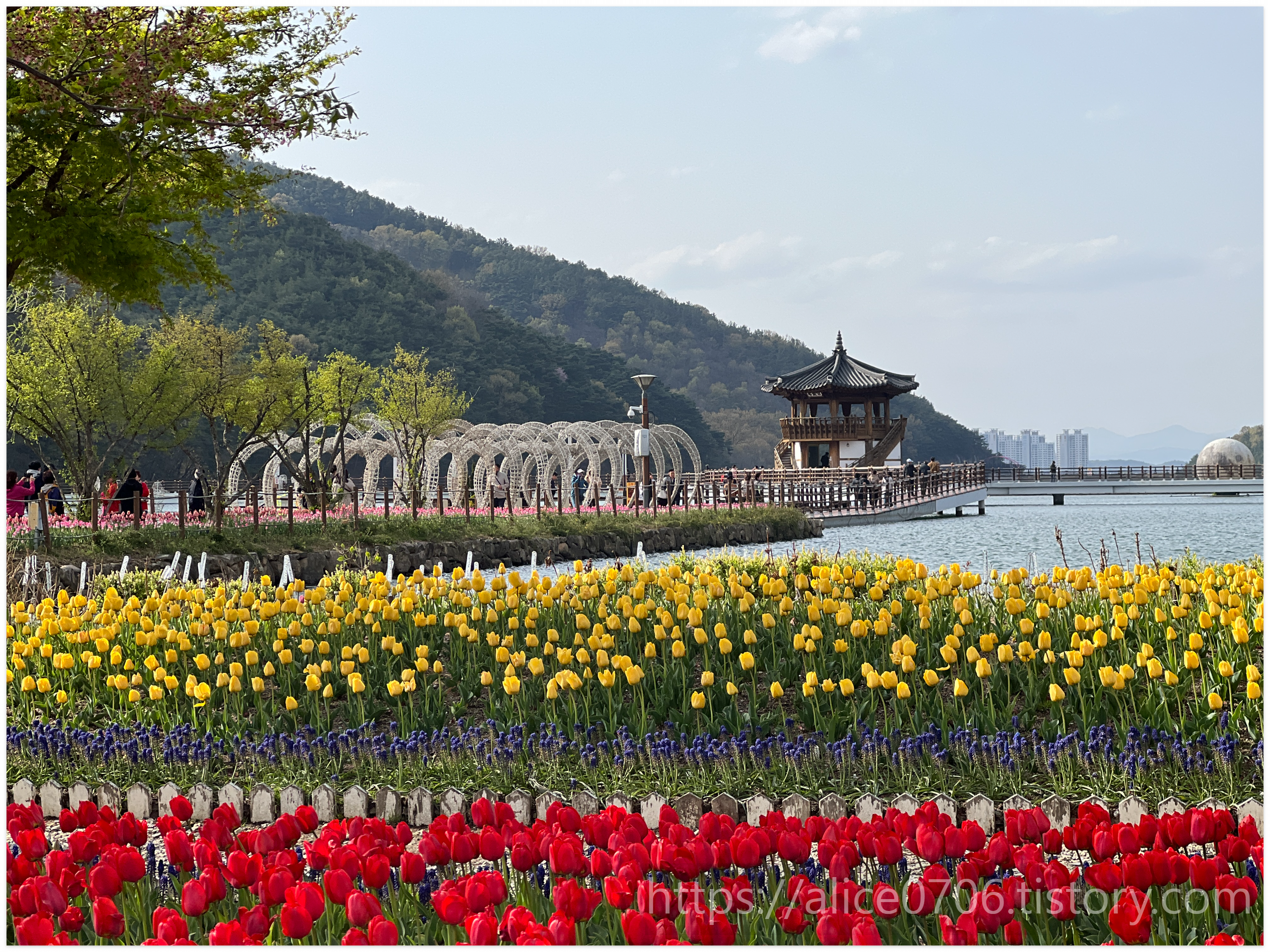 옥연지 송해공원 튤립 상황 실시간