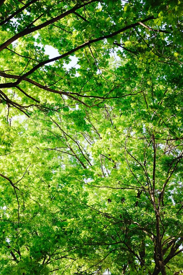 산림복지서비스이용권 조건확인하기