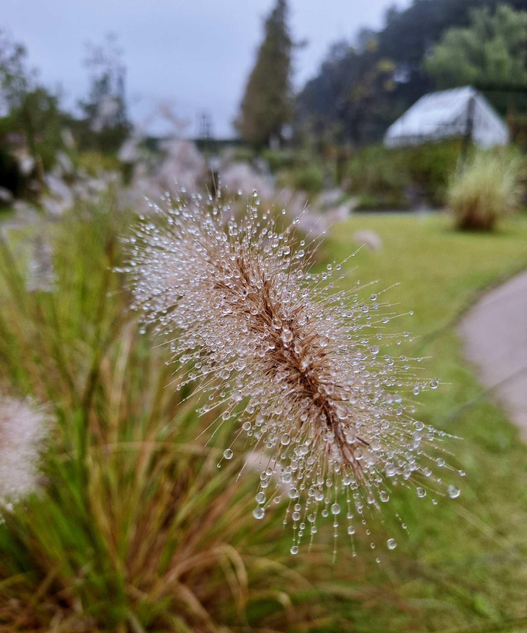 물방울 맺혀있는 갈대