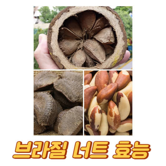 브라질 너트 효능