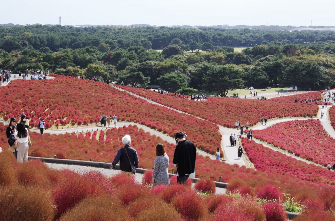 히타치 해변 공원 관련 사진